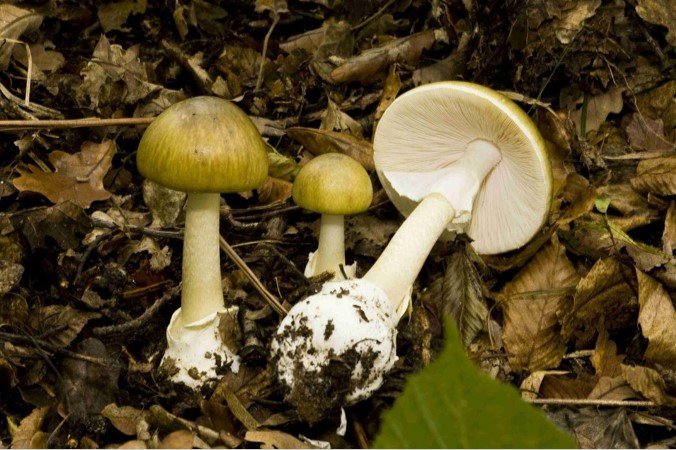 Бледная поганка