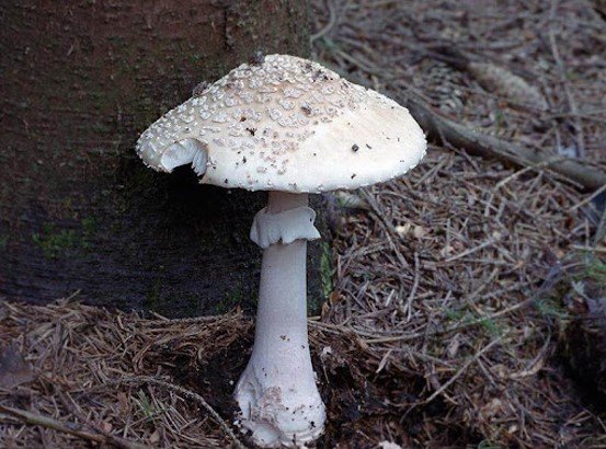 Мухомор весенний
