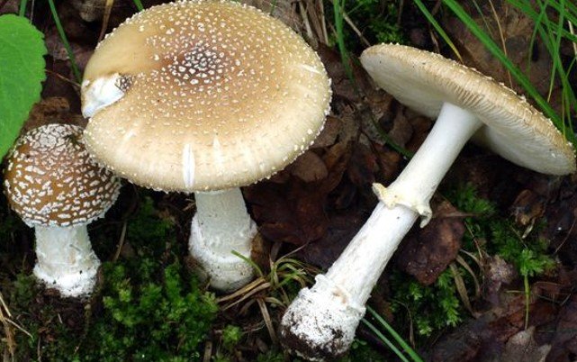 Мухомор пантерный