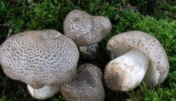 Рядовка тигриная