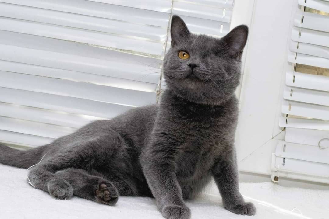 Животные ищут дом: где в Днепре найти себе кота или собаку 1