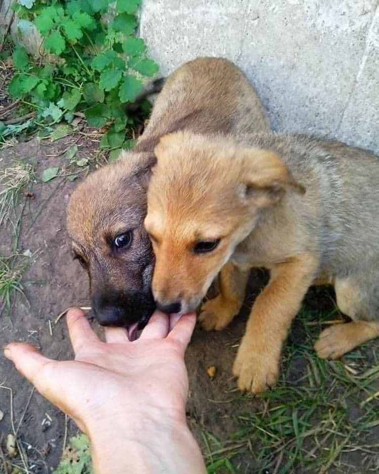 Животные ищут дом: где в Днепре найти себе кота или собаку 2
