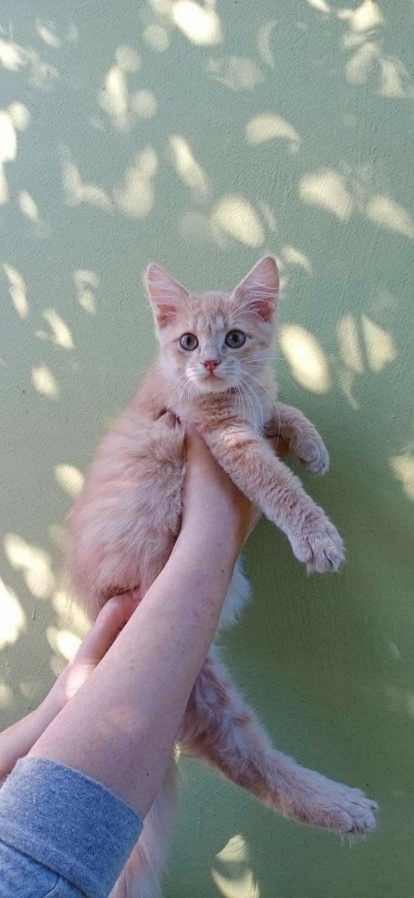 Животные ищут дом: где в Днепре найти себе кота или собаку 3