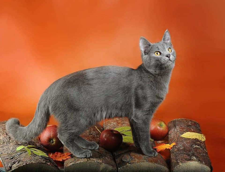 Животные ищут дом: где в Днепре найти себе кота или собаку 4