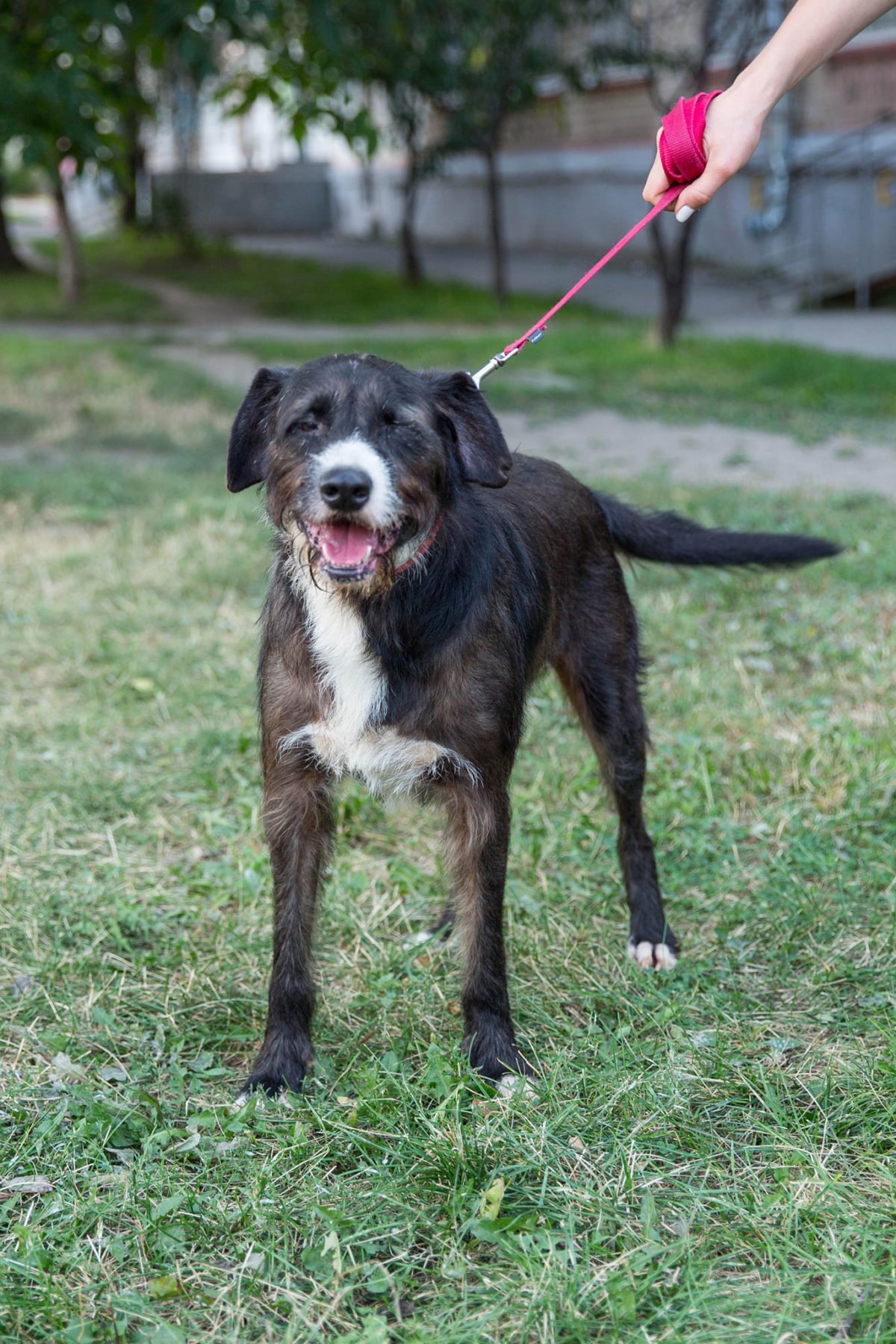 Животные ищут дом: где в Днепре найти себе кота или собаку 5