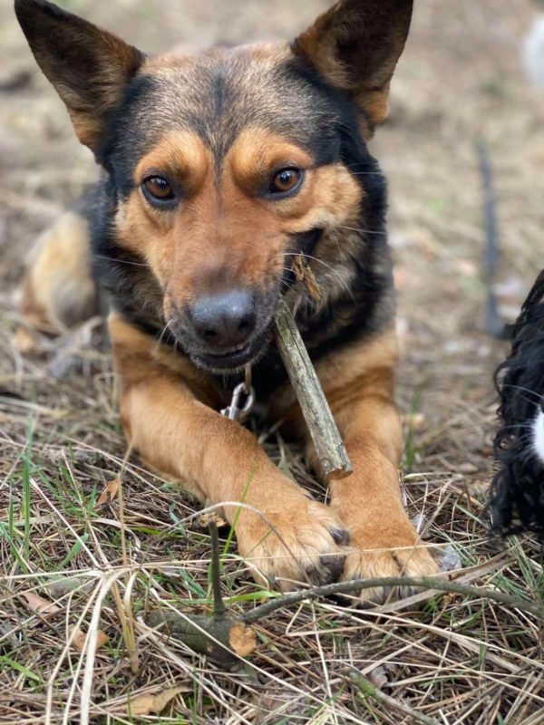 В Днепре пропало много животных: помогите найти 1