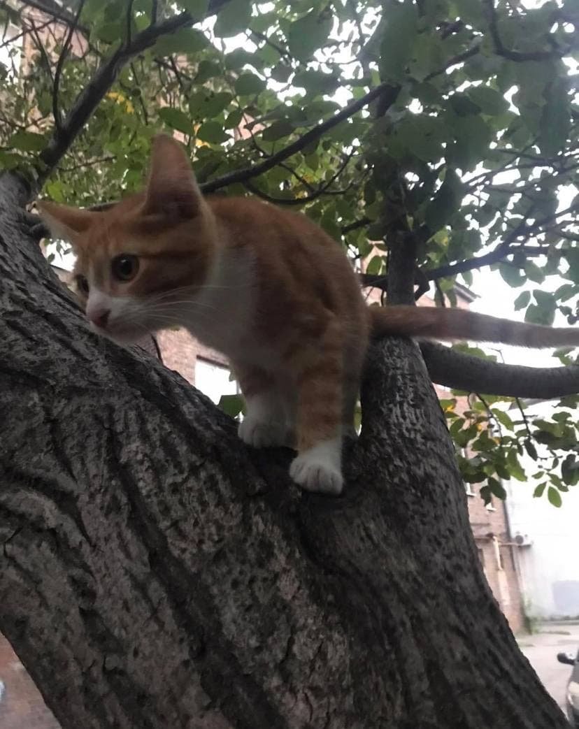 В Днепре пропало много животных: помогите найти 2