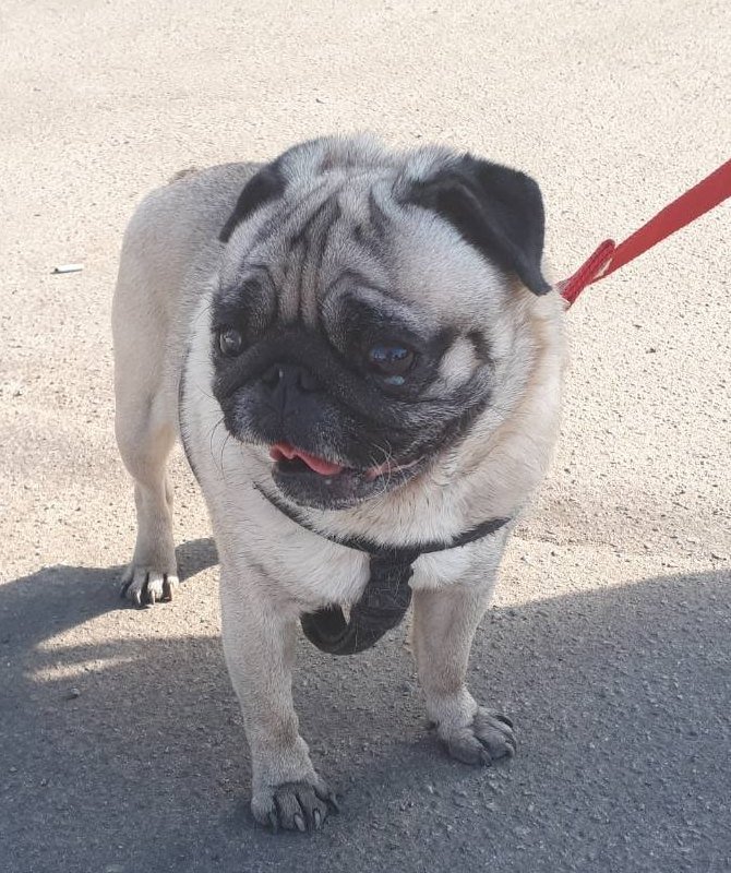 В Днепре пропало много животных: помогите найти 3