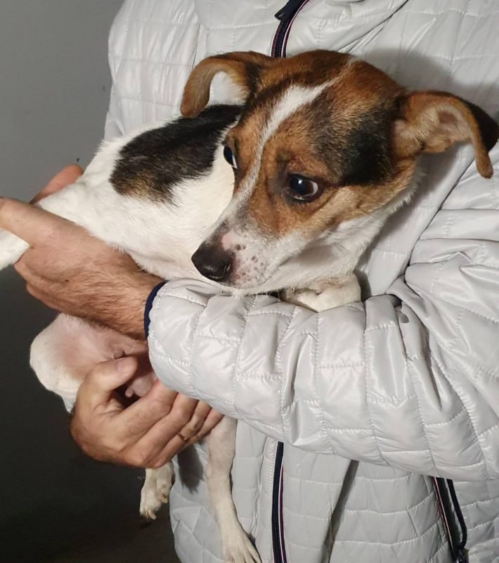 В Днепре пропало много животных: помогите найти 4