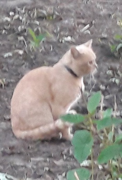 В Днепре пропало много животных: помогите найти 5