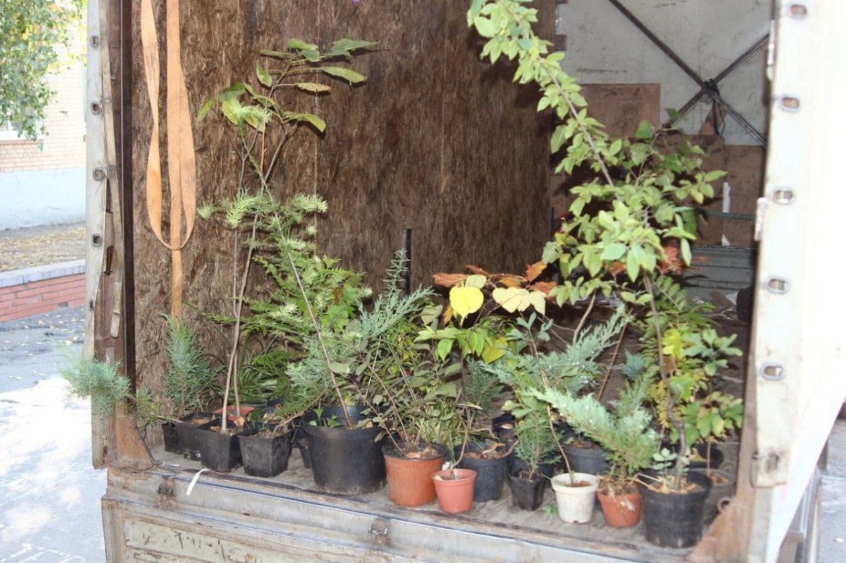 Собрали почти тонну макулатуры: Школа № 37 приняла участие в экоакции "Обменяй бумагу на дерево" 2