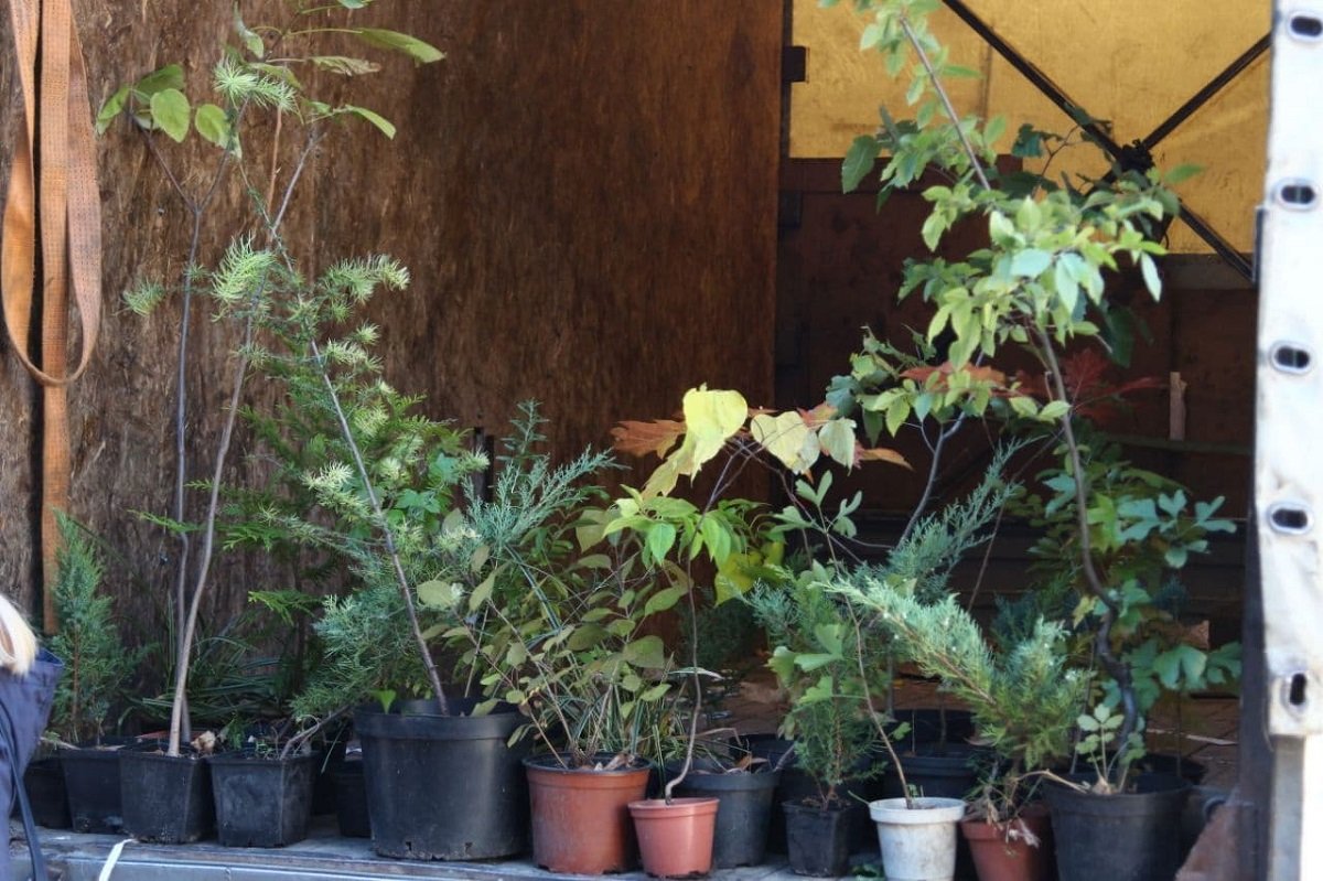 Собрали почти тонну макулатуры: Школа № 37 приняла участие в экоакции "Обменяй бумагу на дерево" 6