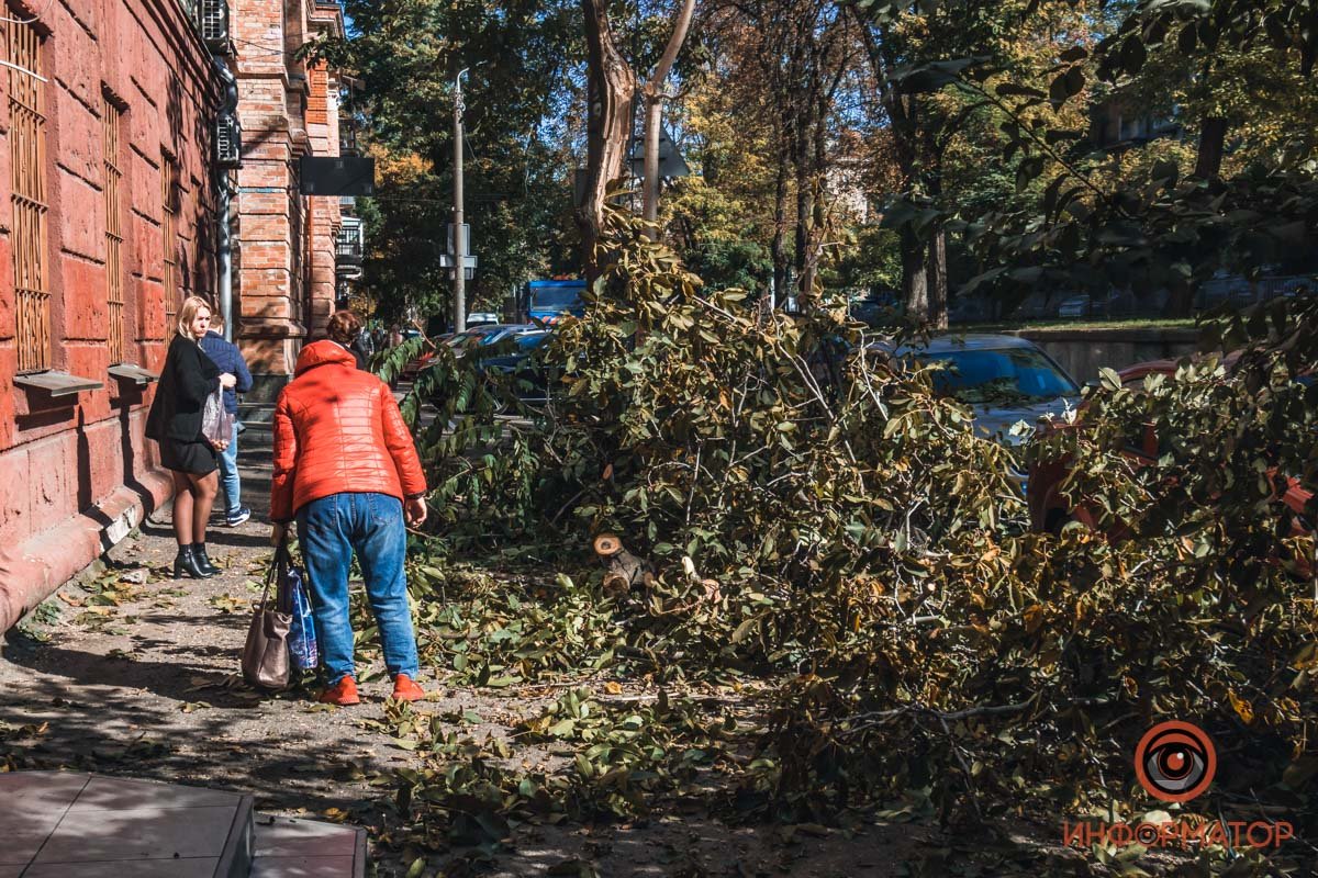В четверг, 7 октября, на улице Гоголя, 12, ветка дерева упала на припаркованные Ssan Young, Chevrolet и Renault В четверг, 7 октября, на улице Гоголя, 12, ветка дерева упала на припаркованные Ssan Young, Chevrolet и Renault