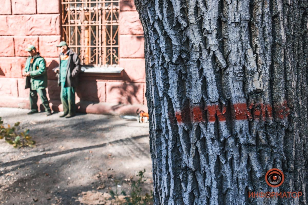 Метка означает, что дерево должны обрезать для омоложения Метка означает, что дерево должны обрезать для омоложения