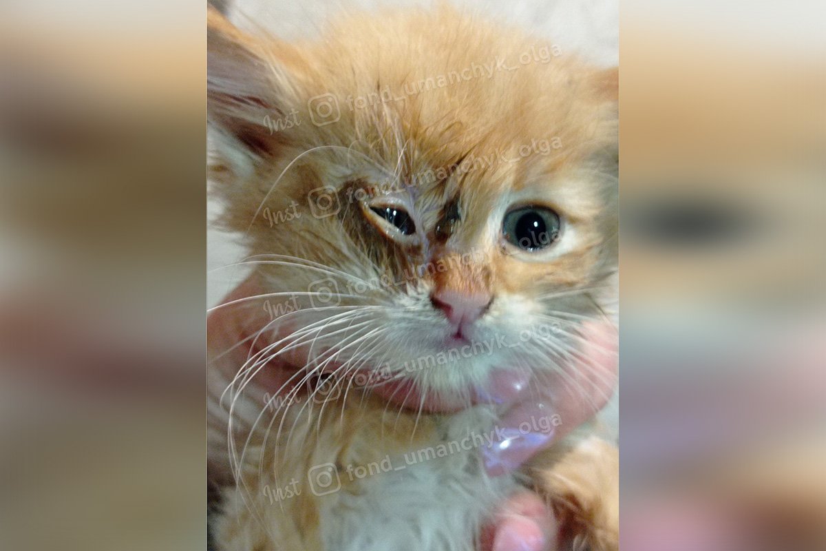 В Днепре котят довели до истощения и выбросили в мусор: срочно нужна помощь 1