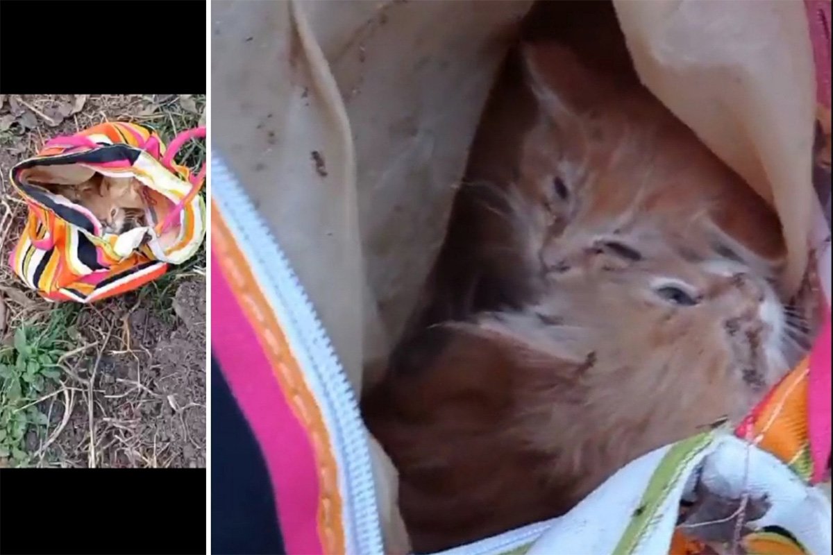 В Днепре котят довели до истощения и выбросили в мусор: срочно нужна помощь 2