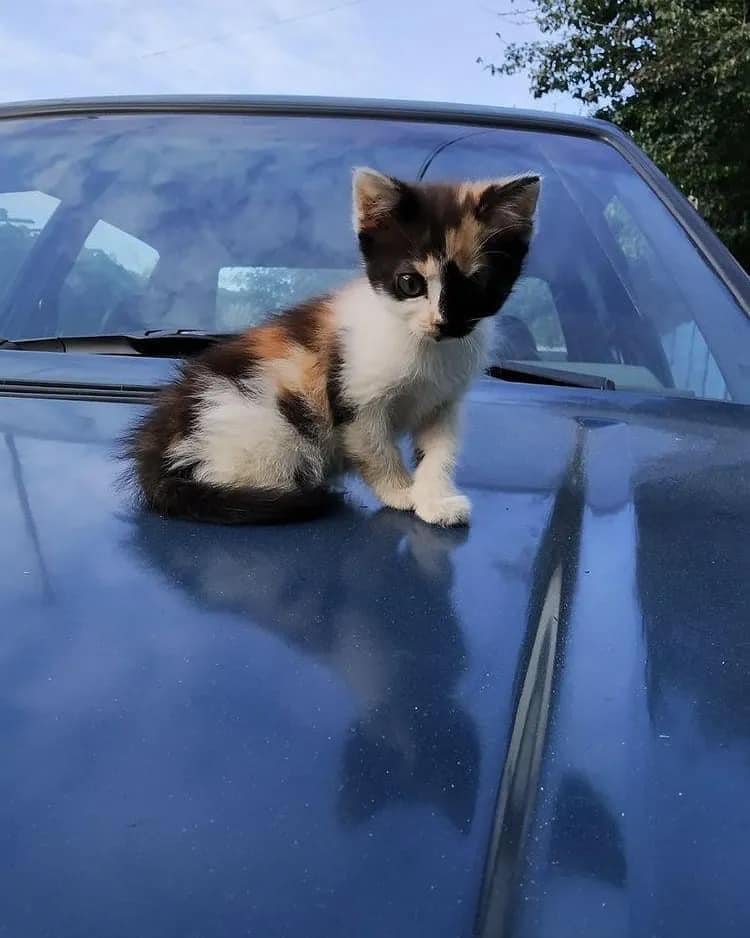 Животные ищут дом: где в Днепре найти себе кота или собаку 1