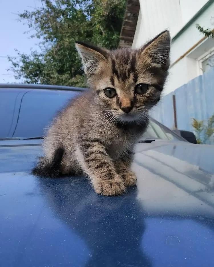 Животные ищут дом: где в Днепре найти себе кота или собаку 2