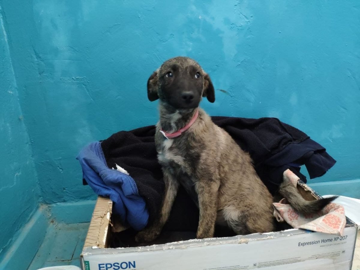 Животные ищут дом: где в Днепре найти себе кота или собаку 3