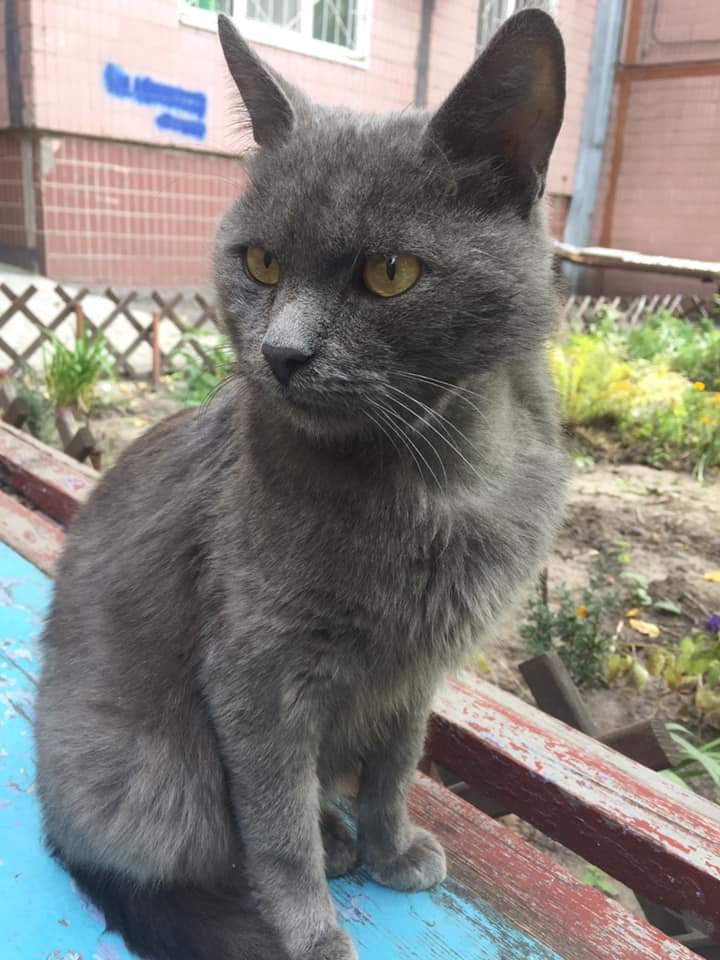 Животные ищут дом: где в Днепре найти себе кота или собаку 4