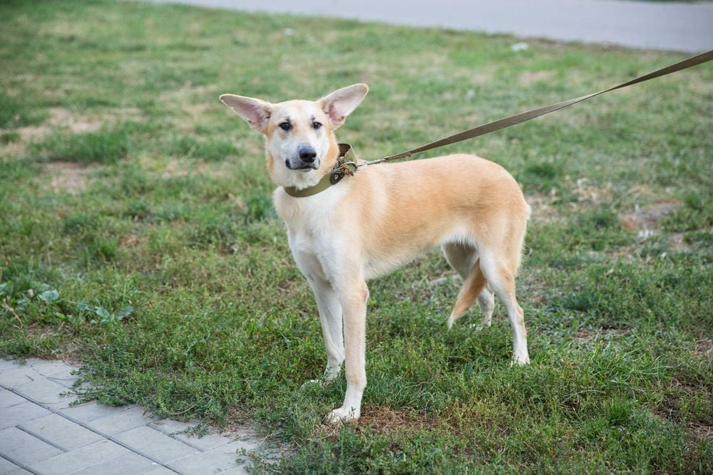 Животные ищут дом: где в Днепре найти себе кота или собаку 5