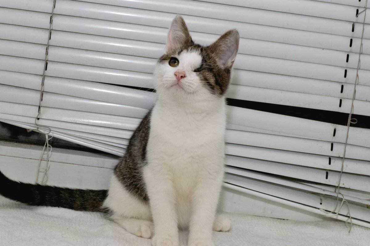 Животные ищут дом: где в Днепре найти себе кота или собаку 6