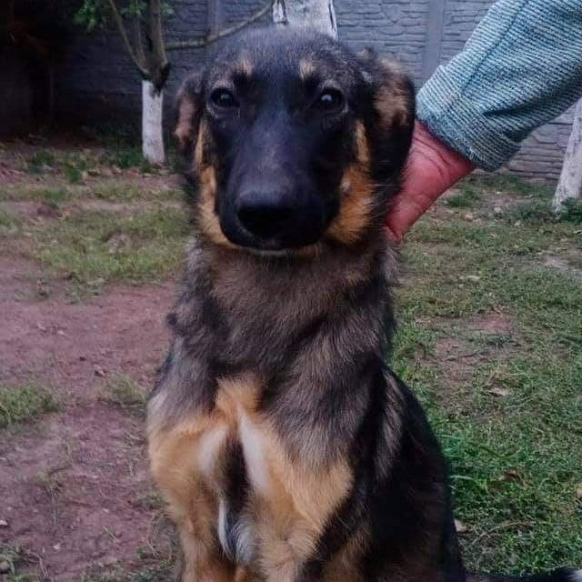 Животные ищут дом: где в Днепре найти себе кота или собаку 7