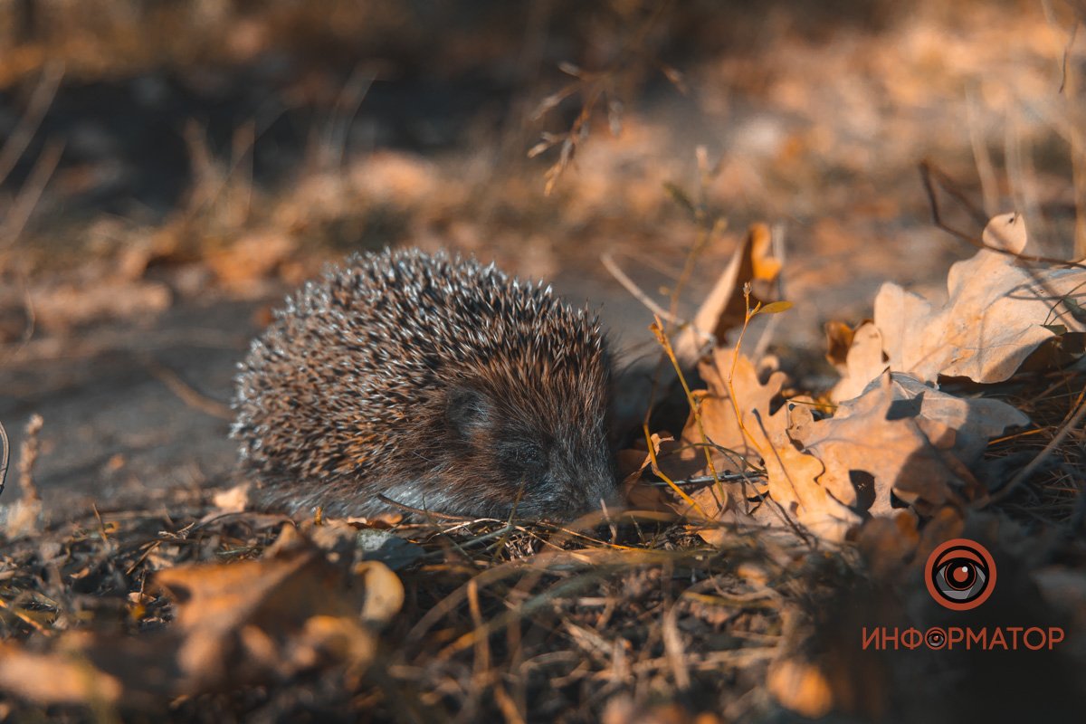 Спешит по ежиным делам Спешит по ежиным делам