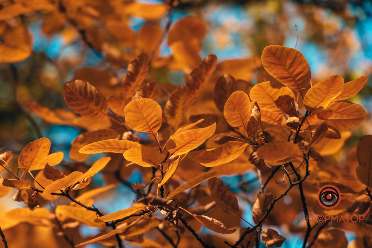 Сотни оттенков Сотни оттенков