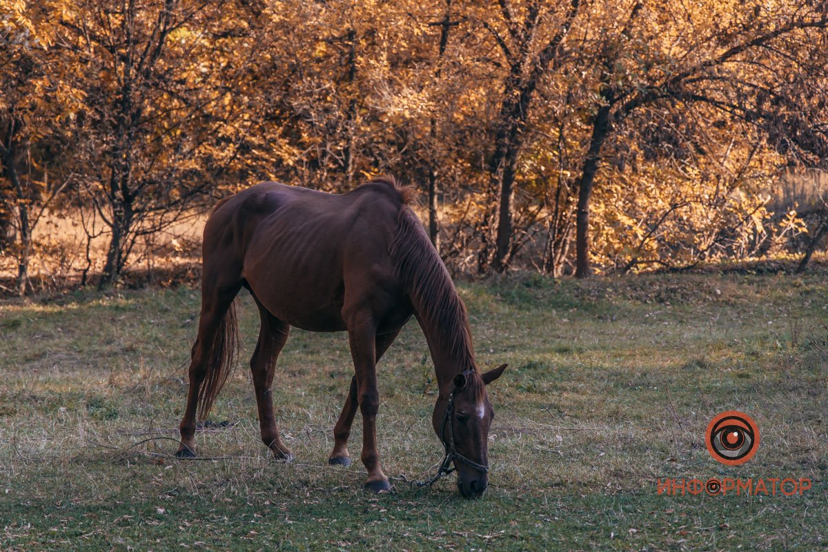Удивительная красота: как в Днепре выглядит Тоннельная балка в осенних тонах 21
