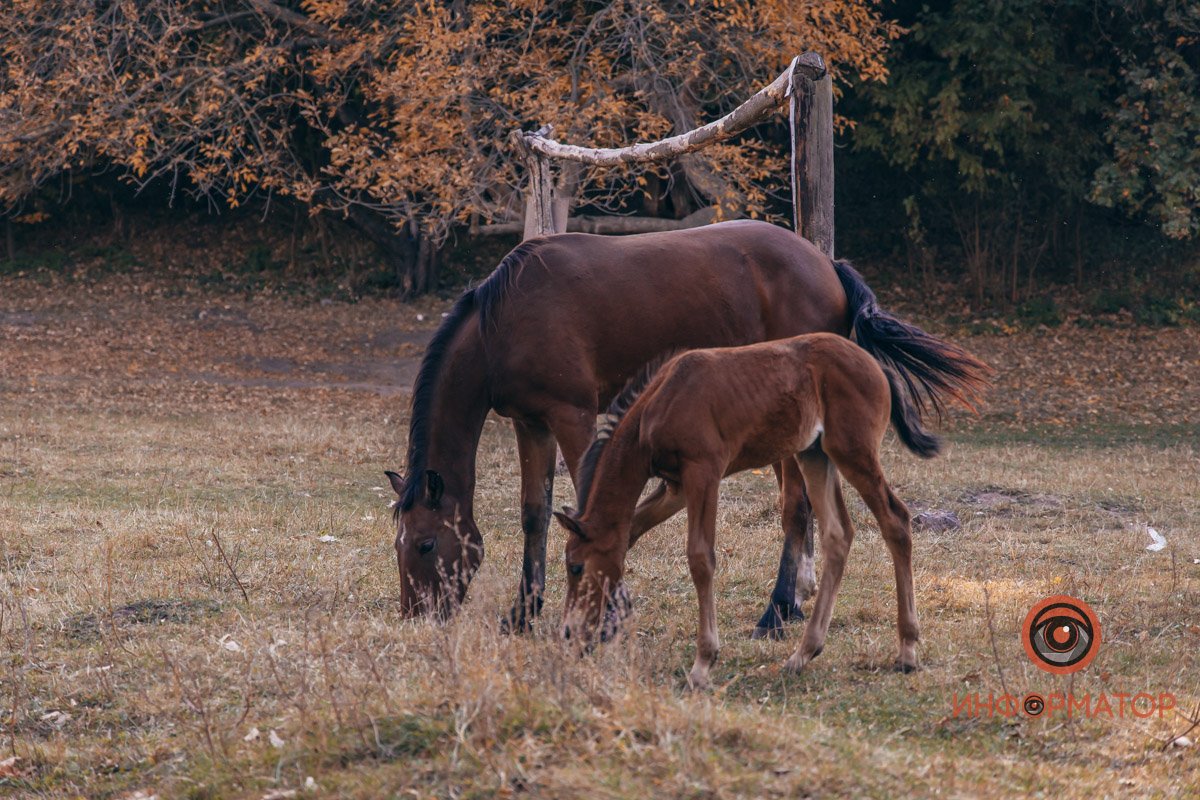 Удивительная красота: как в Днепре выглядит Тоннельная балка в осенних тонах 22