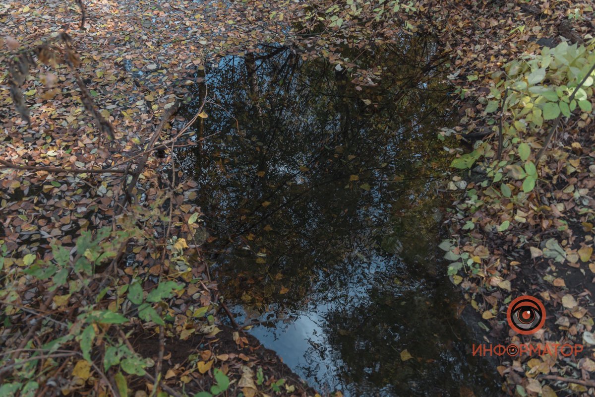 Здесь видели даже рыб