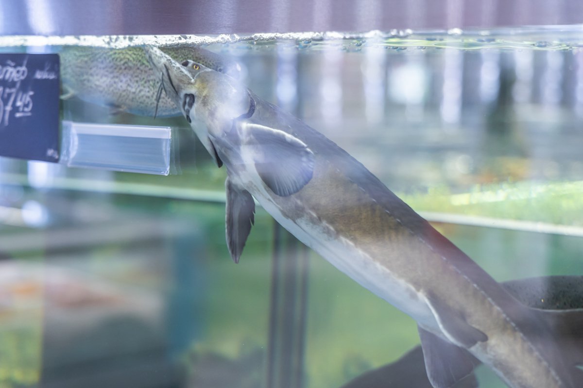 50% скидки на мясо и рыбу: до конца октября в Dmart акция “Счастливые часы” 3