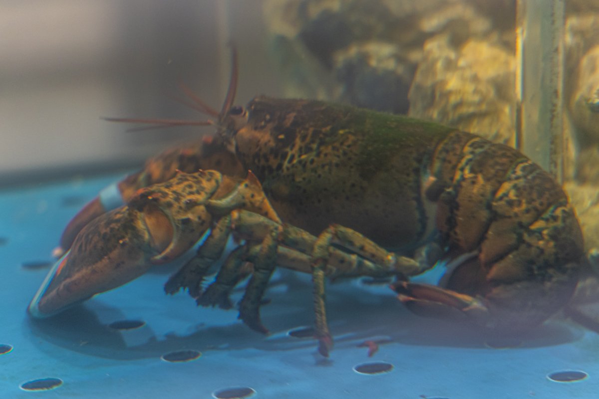 50% скидки на мясо и рыбу: до конца октября в Dmart акция “Счастливые часы” 8