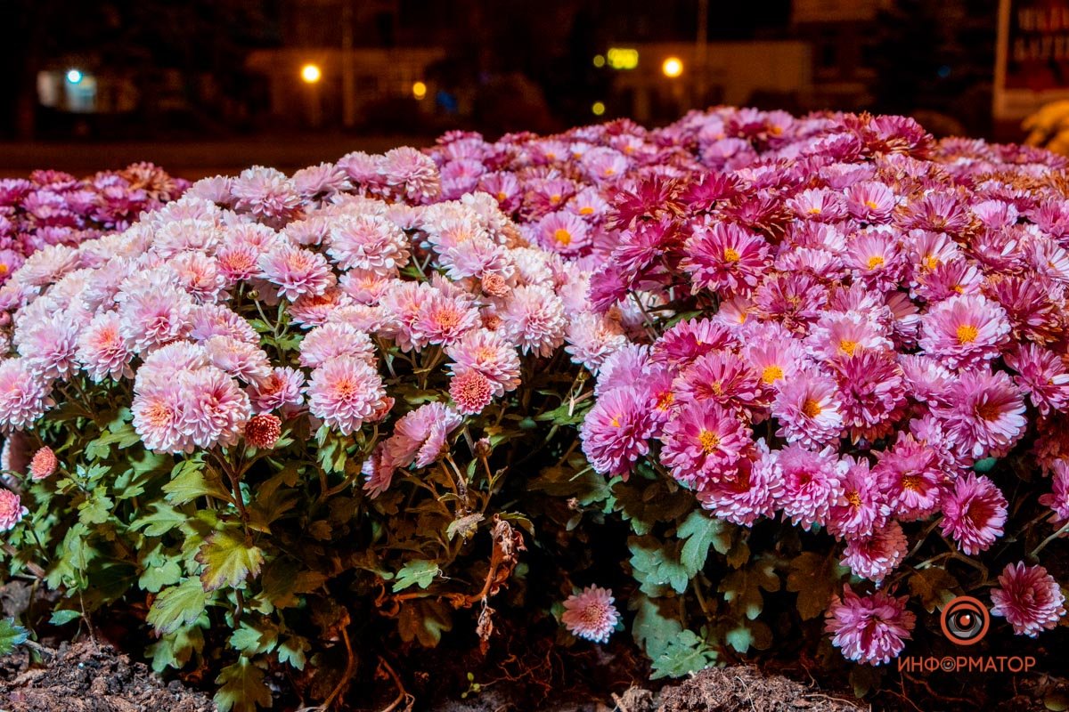 Буйство жизни