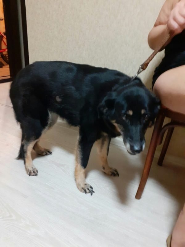 В Днепре пропало много животных: помогите найти 1