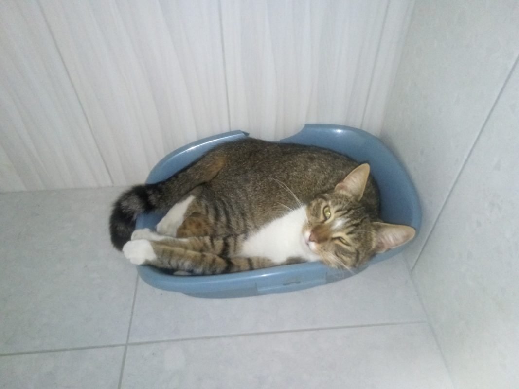 В Днепре пропало много животных: помогите найти 2