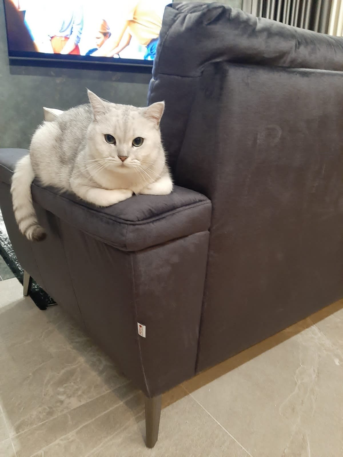 В Днепре пропало много животных: помогите найти 3