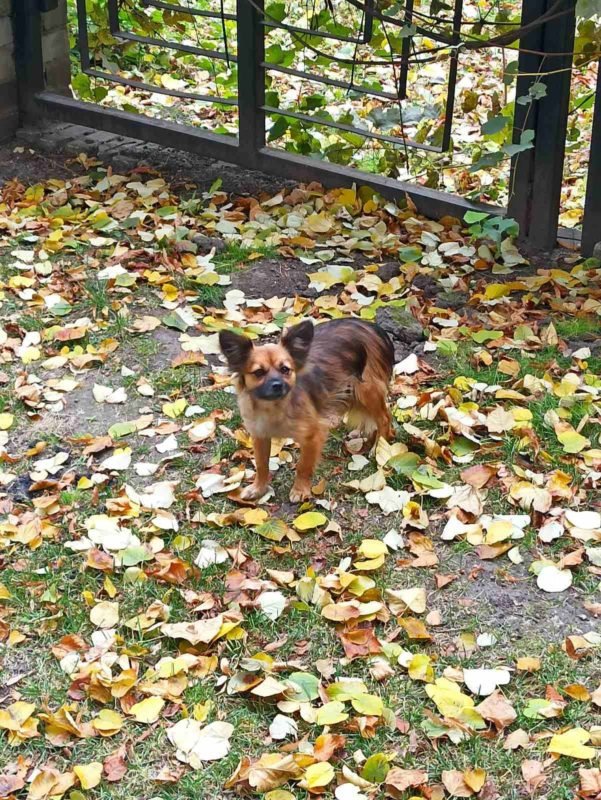 В Днепре пропало много животных: помогите найти 4