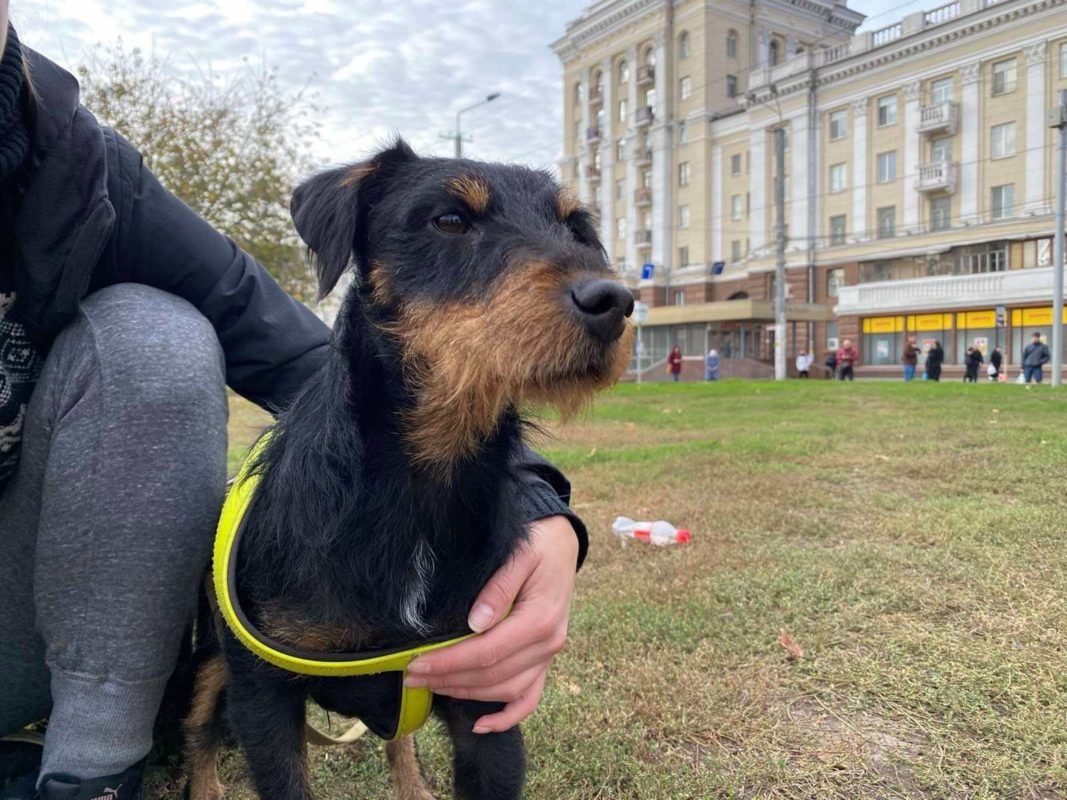 В Днепре пропало много животных: помогите найти 5