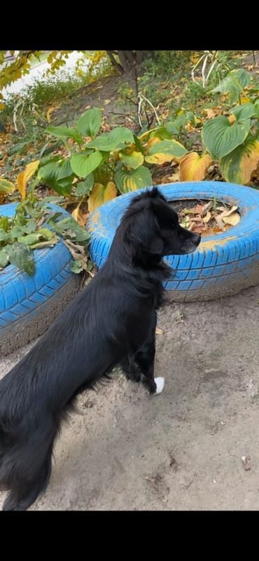 В Днепре пропало много животных: помогите найти 6