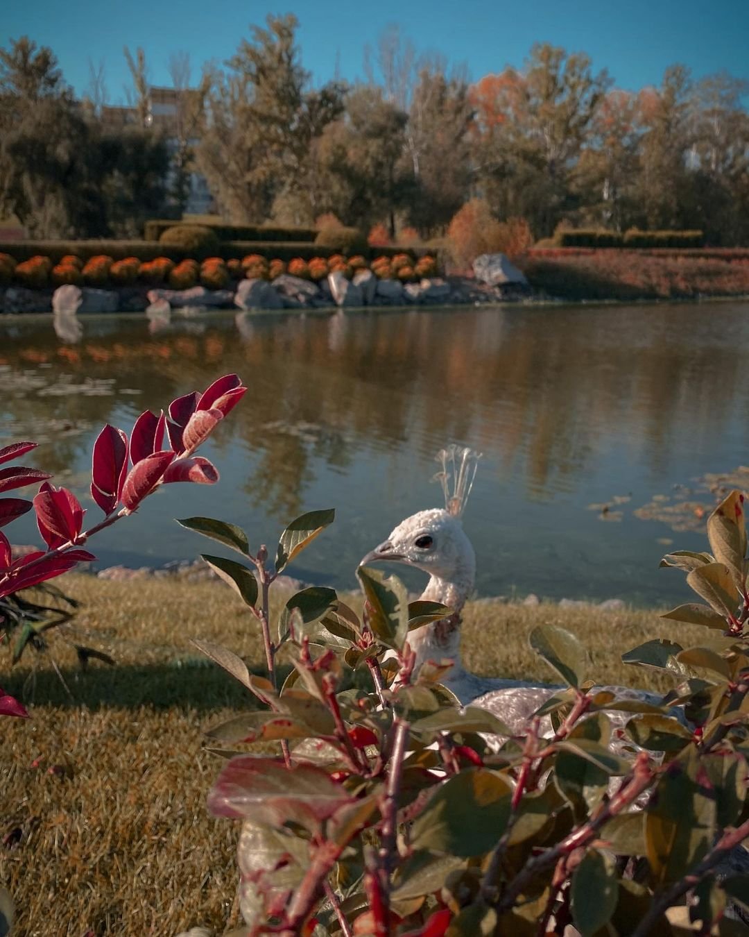 garackevich.irina garackevich.irina