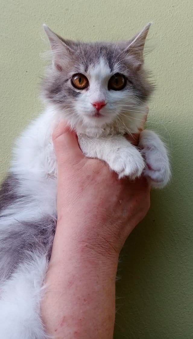 Животные ищут дом: где в Днепре найти себе кота или собаку 1