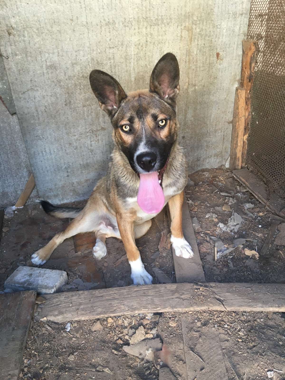 Животные ищут дом: где в Днепре найти себе кота или собаку 2