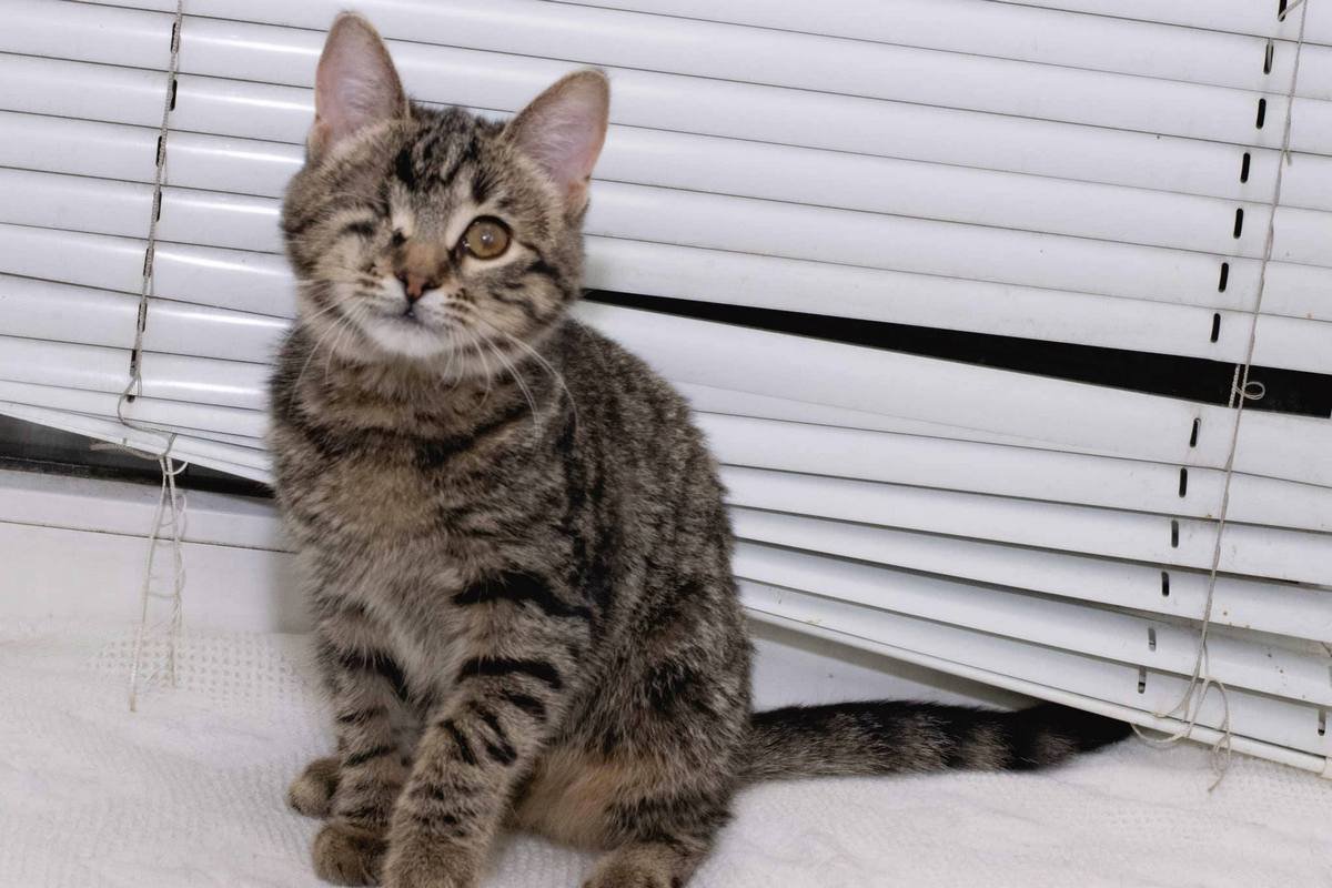 Животные ищут дом: где в Днепре найти себе кота или собаку 3