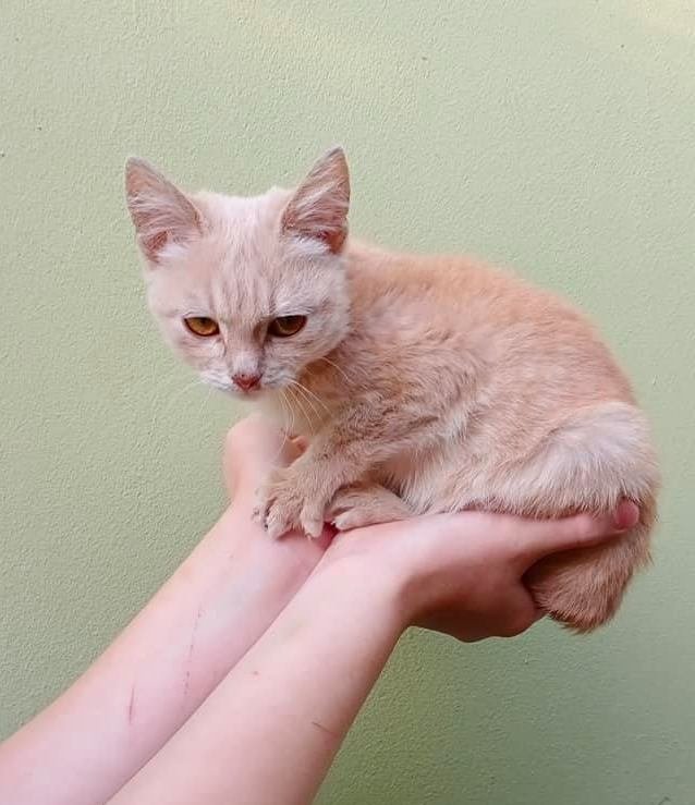 Животные ищут дом: где в Днепре найти себе кота или собаку 4