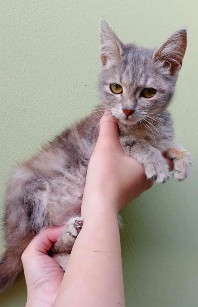 Животные ищут дом: где в Днепре найти себе кота или собаку 5