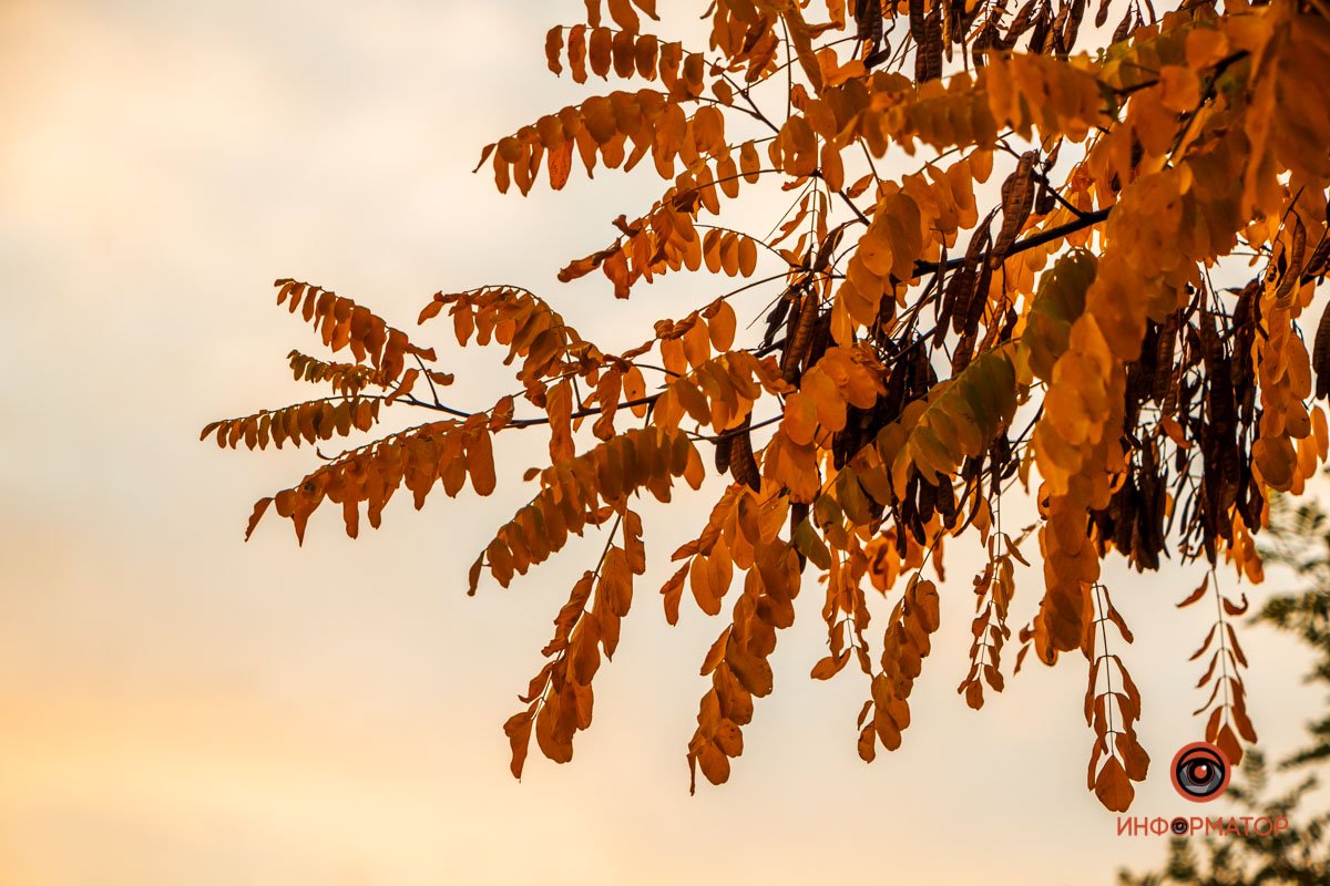 2-я. Даже самые неказистые пейзажи приобретают волшебный шарм, подаренный золотом