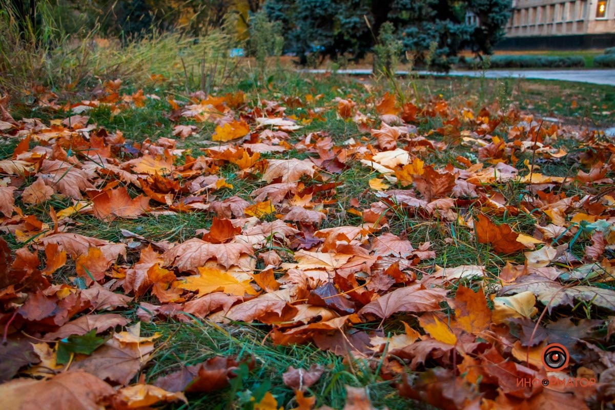 9-я. Осень учит верить в новые шансы, когда все вокруг "умирает"