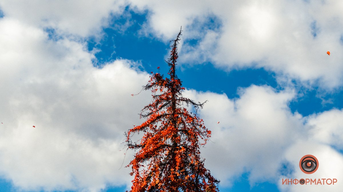 Поднять голову и увидеть красоту